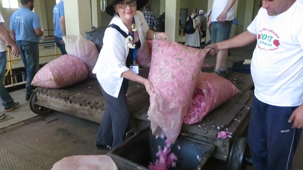 Dorene Petersen Harveting Roses in Bulgaria
