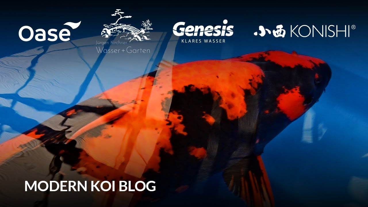 Makotos beste Hi Utsuri | #6330  Modern Koi Blog