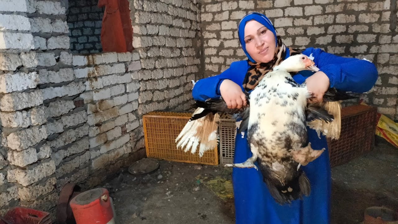 أيوة نوع البط يلبسك دهب بدأت المشروع ده ب دكر ونتايتين وعملت منهم مزرعة والجميل أنه بيتربى بدون علف