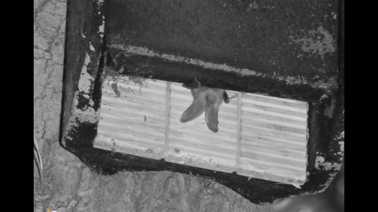 Brown long-eared bat (Plecotus auritus) 11 bats leaving a transitional roost in a bat box.