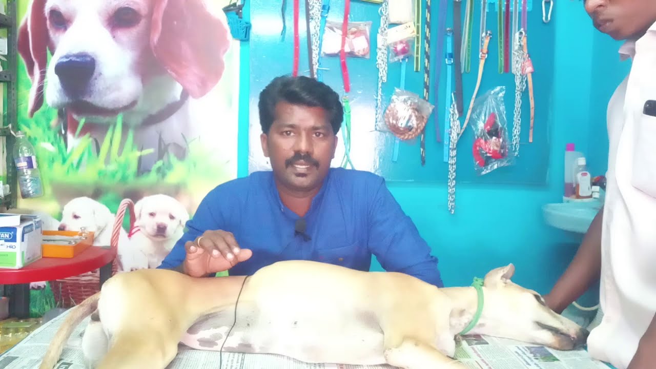 பார்வோ வைரஸ்/ PARVO VIRAL ENTERITIS. ANIMAL KINGDOMS Dr.C.RAJESH