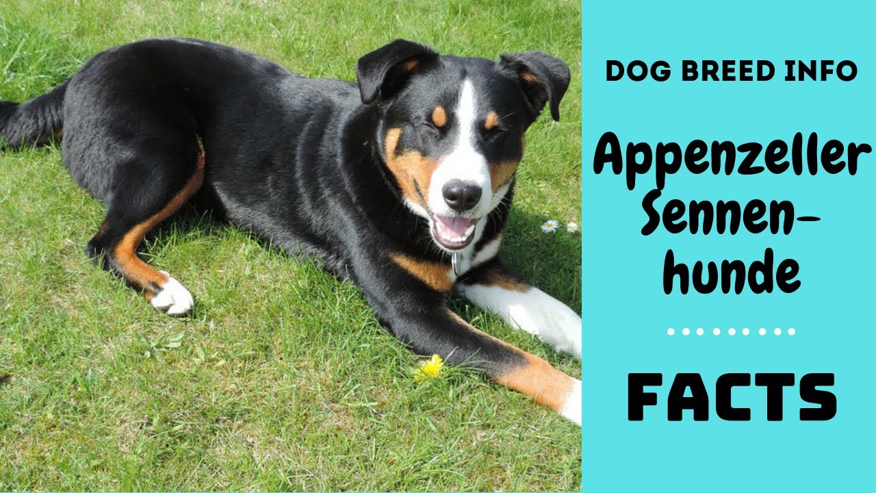 Appenzeller Sennenhunde dog breed. All breed characteristics and facts about Appenzeller Sennenhunde