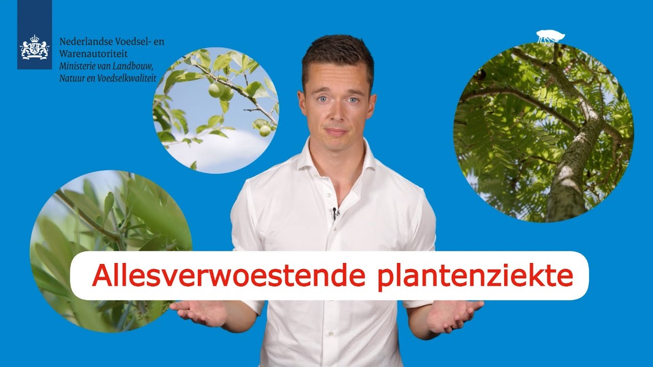 Xylella, de plantenziekte die je niet mee terug wil nemen als vakantiesouvenir