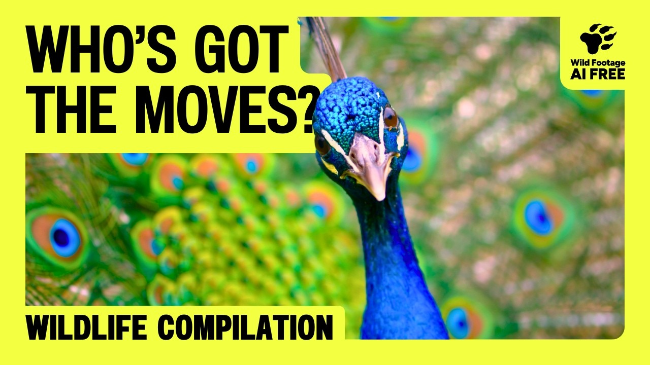 Birds Up Close: 30 Minutes of the Most Extravagant Mating Dances | Wildlife Compilation
