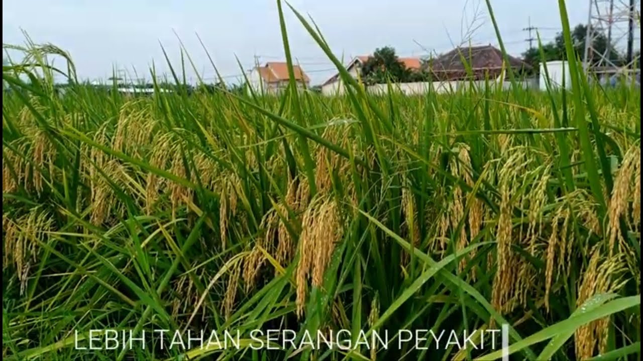 Padi INTANI 602 Cap Kapal Terbang, Super Lebat !!