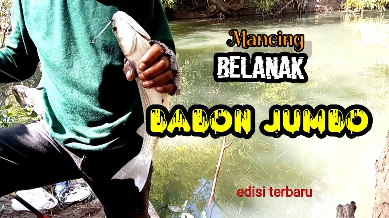 MANCING BELANAK BABON JUMBO MUARA PAYAU