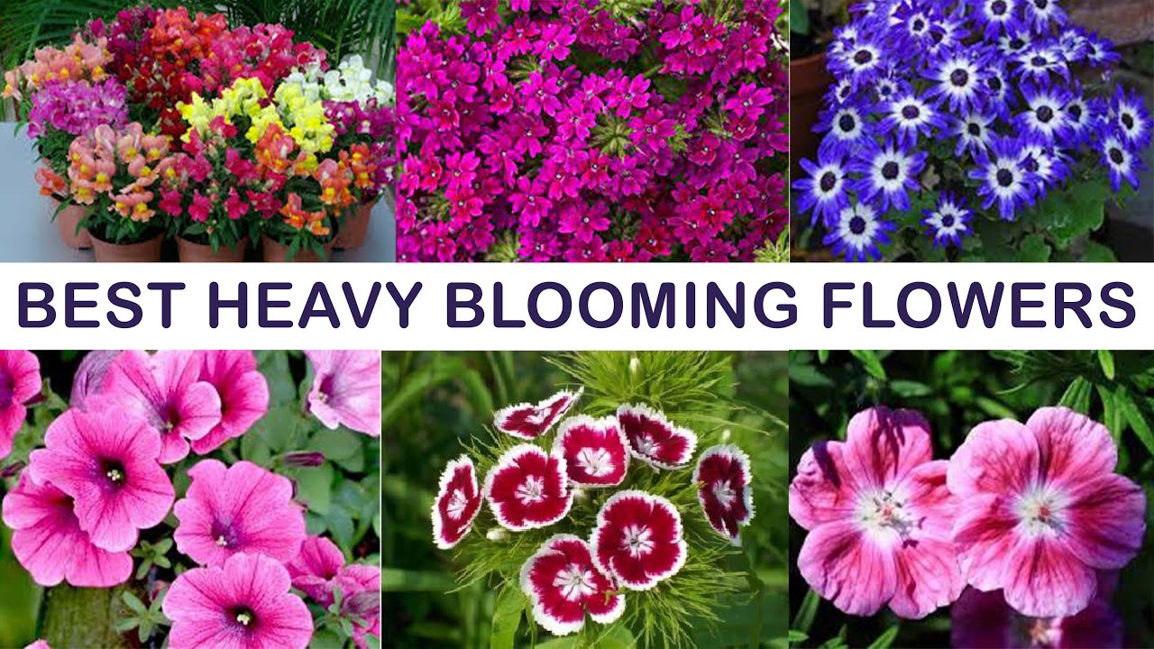 Plants that Bloom Heavy and Give you Long Lasting Flowers | Winter flowering plants with color