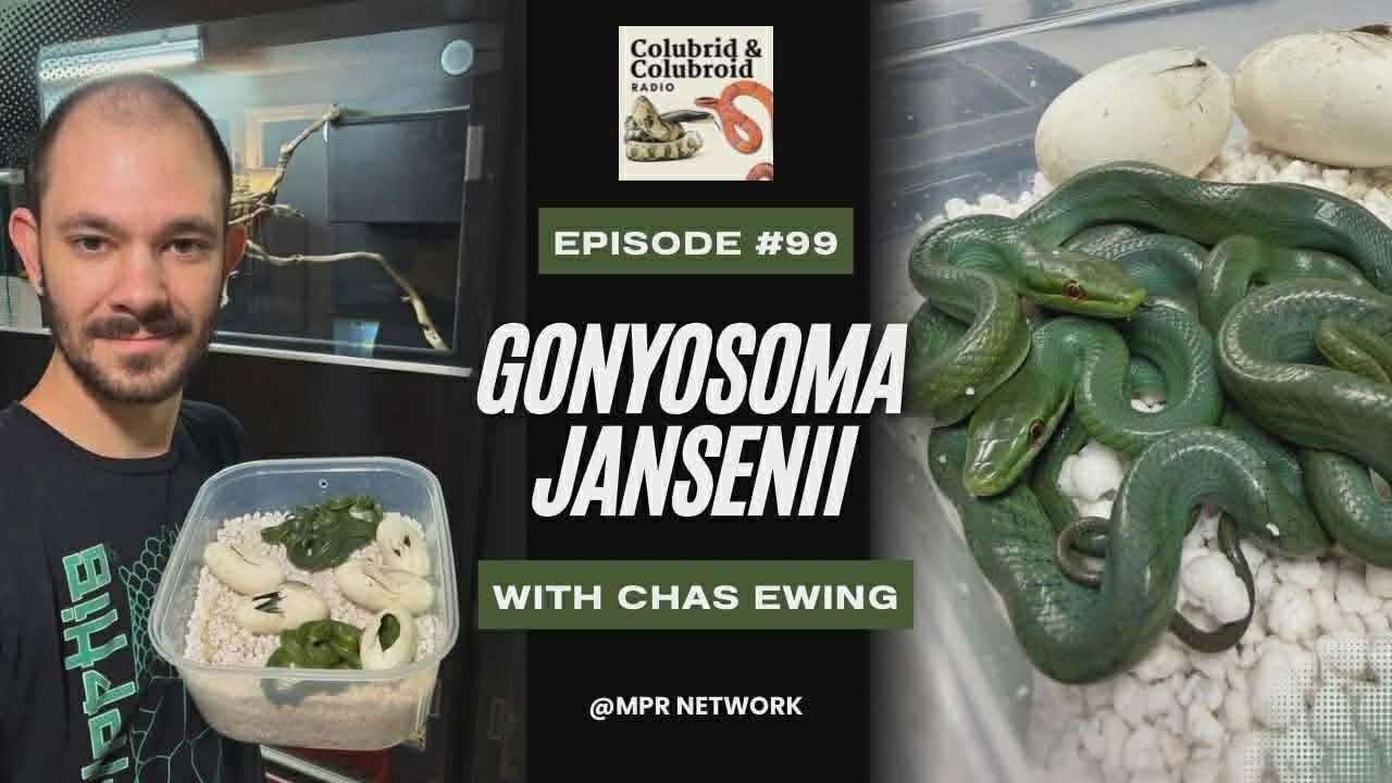 Gonyosoma with Chas Ewing