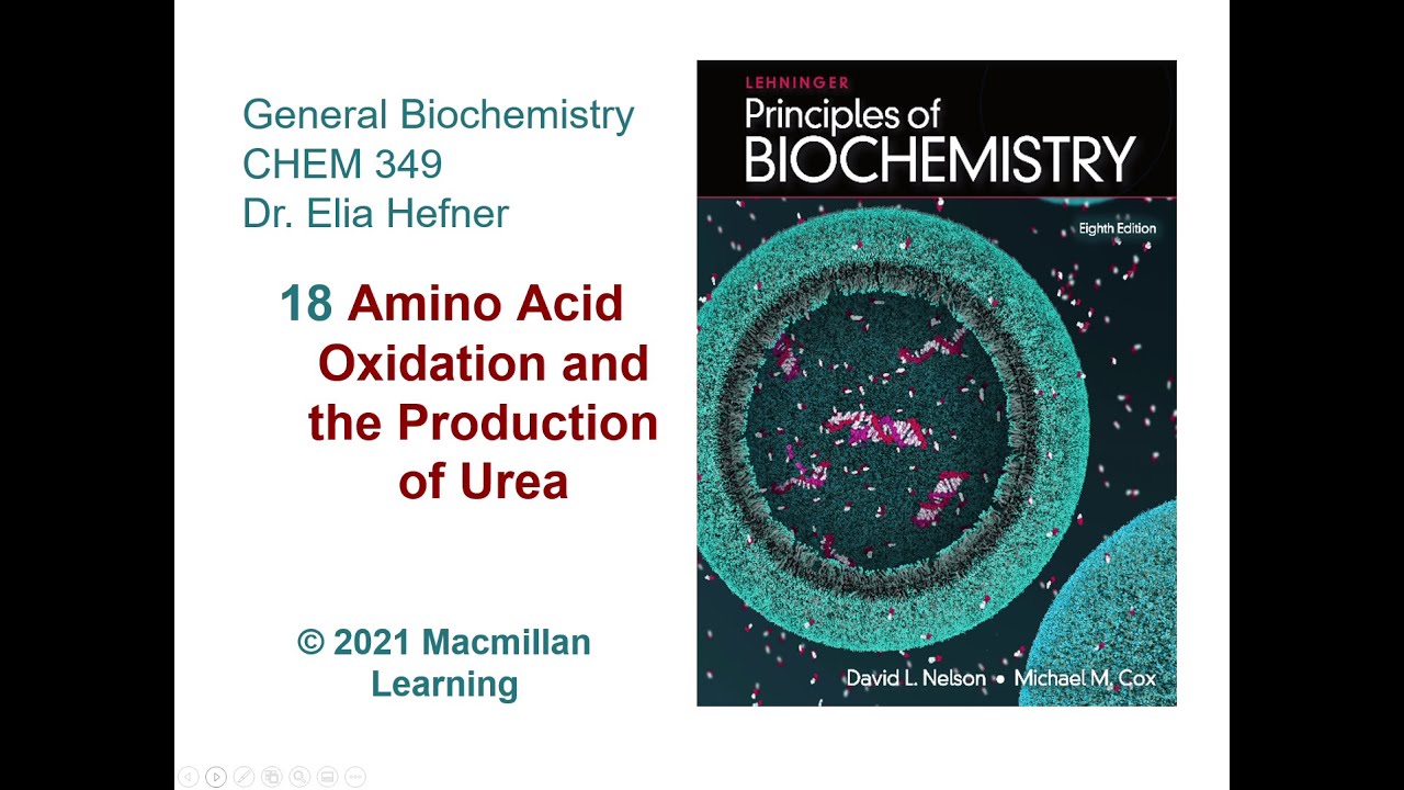 Chapter 18 - Amino Acid Oxidation and the Production of Urea