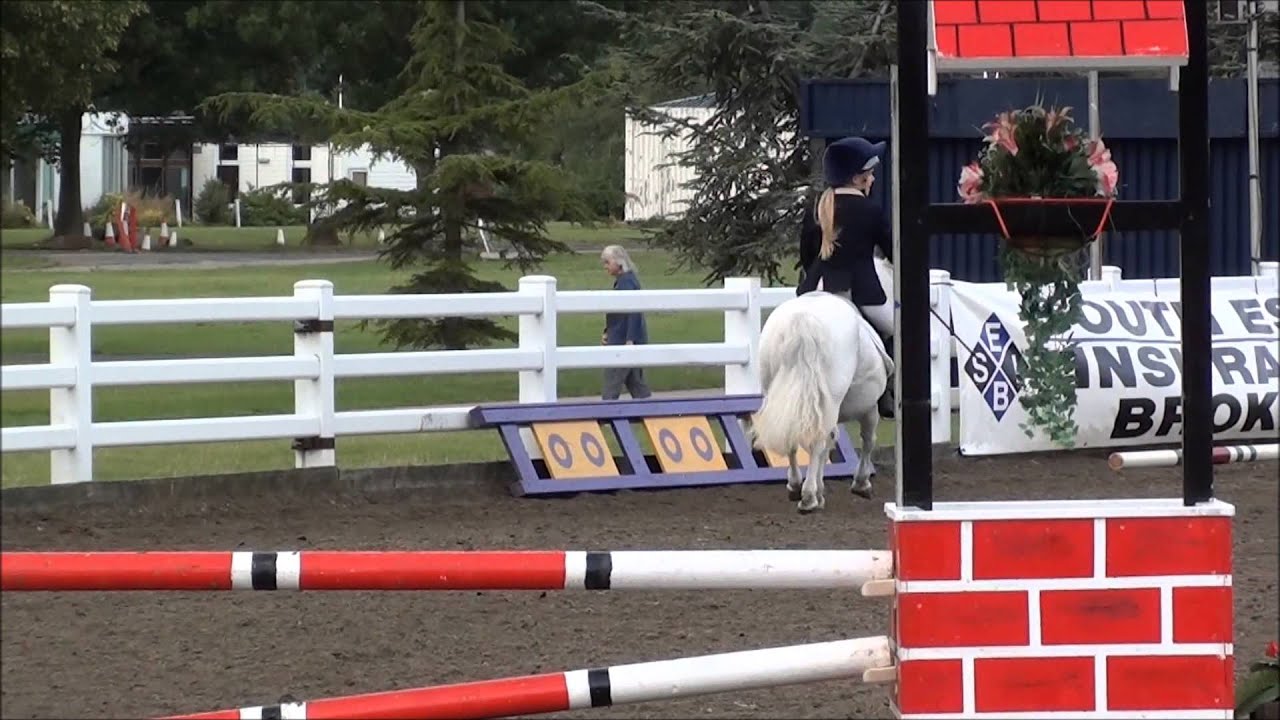Rosie the shetland: trailblazers showjumping