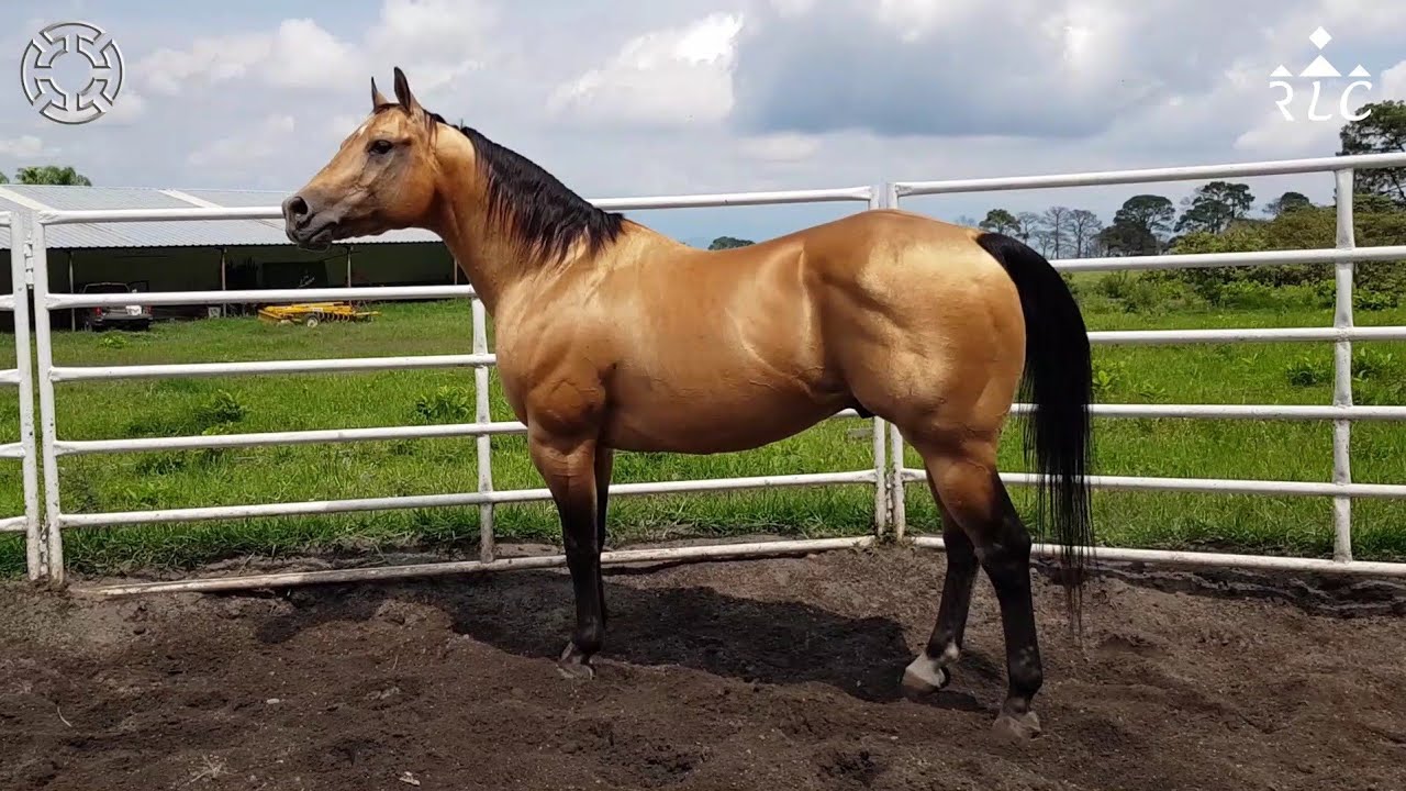 Visita a Rancho Montegrande en Colima - Parte 2 de 5