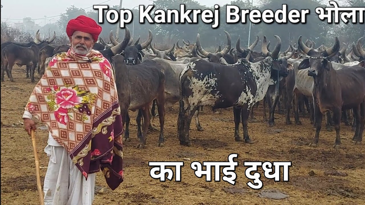 Top Kankrej Breeder भोला का भाई दुधा || 8816032414 #desi #kankrej #cow #nk