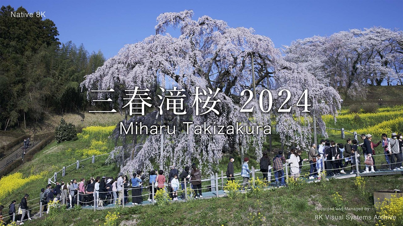 三春滝桜 2024｜Miharu Takizakura