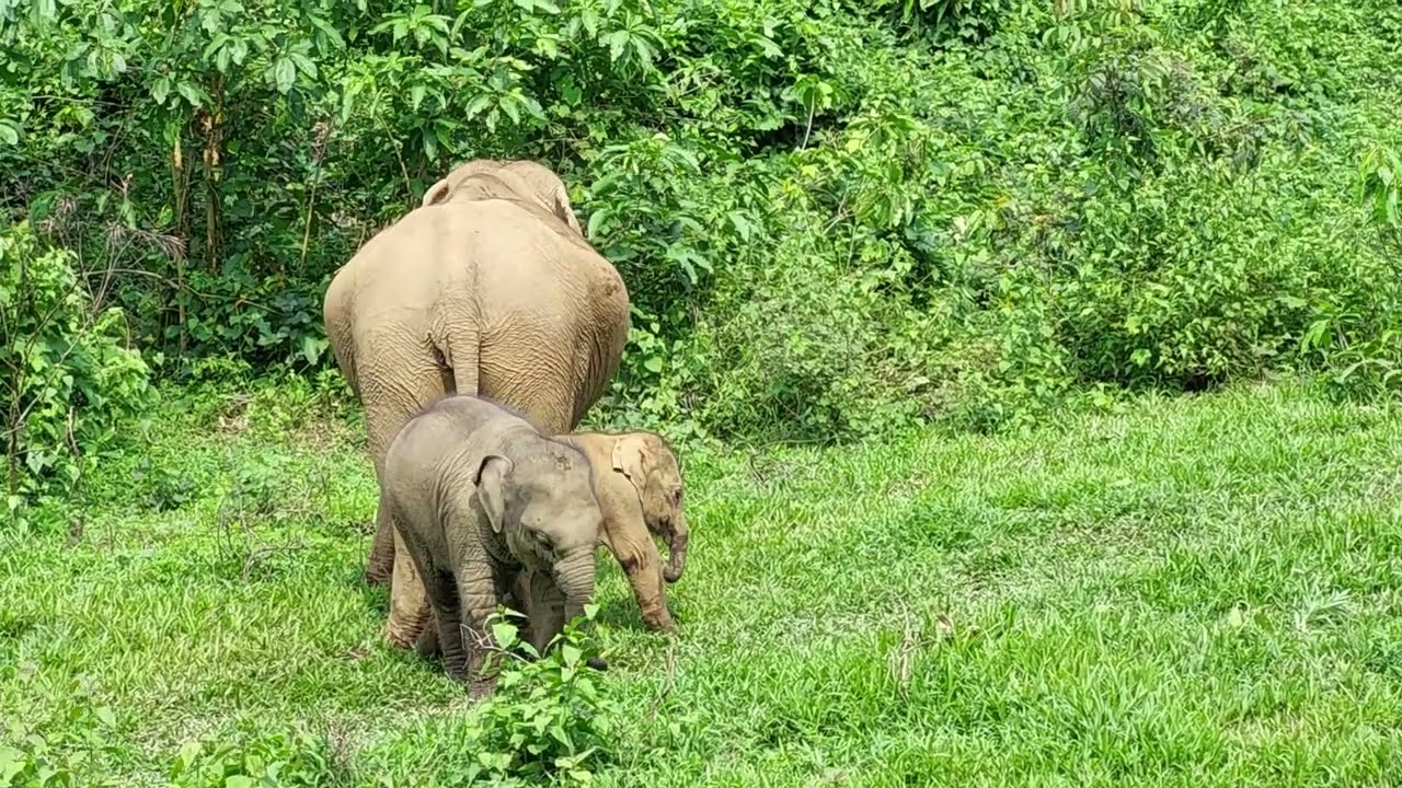 Baby elephants sparring in Laos