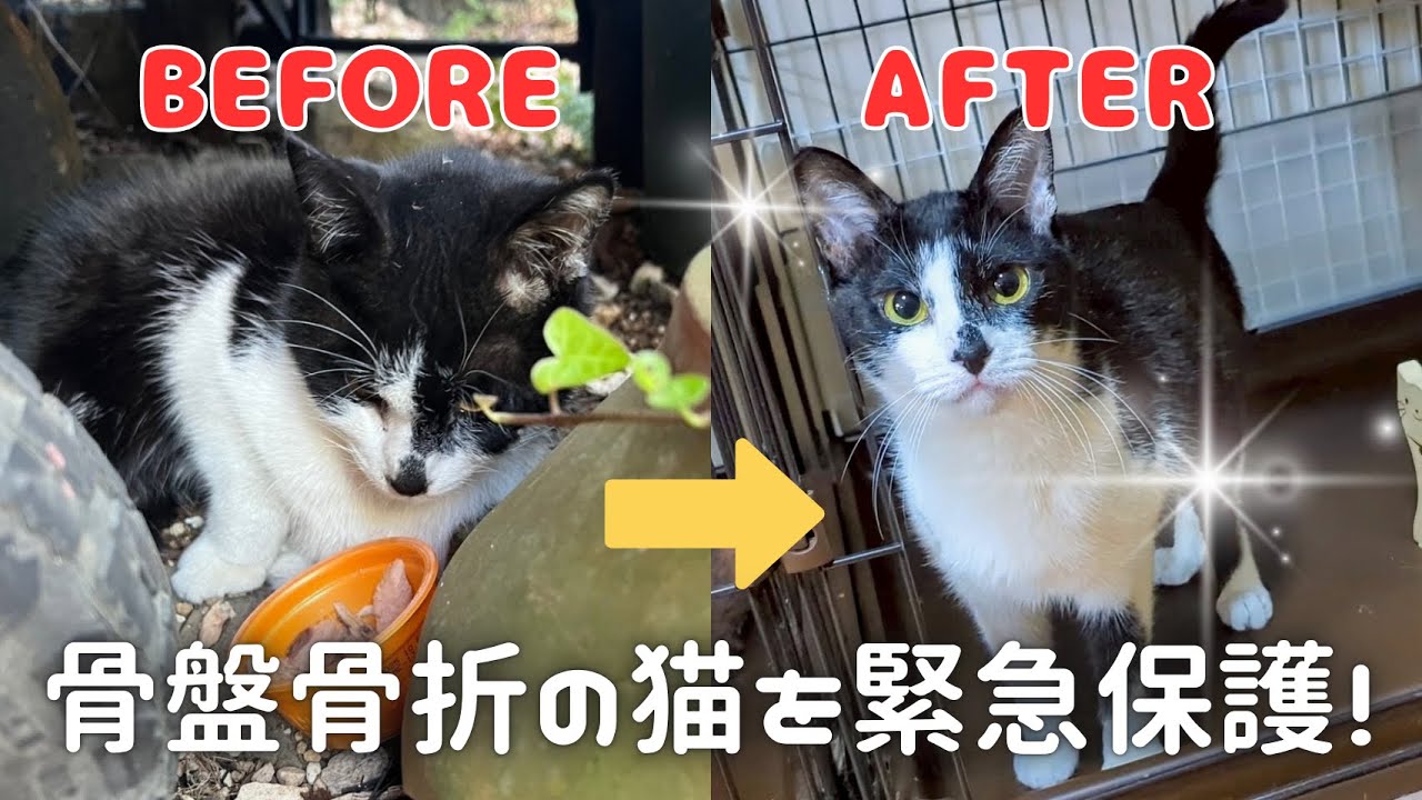 【🚨緊急保護🚨】骨盤骨折の捨て猫を保護した記録。キセキの復活劇！✨立てない・歩けない状態から生きようと頑張る「こまち」と、こまちを支えるピリカスタッフの感動の物語。