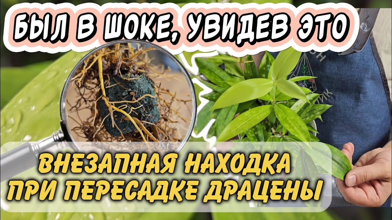 Драцена с 