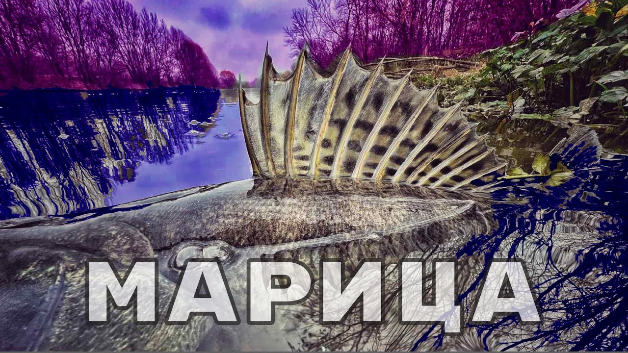 МИТ ли са ГОЛЕМИТЕ   БЕЛИ РИБИ  от МАРИЦА ?