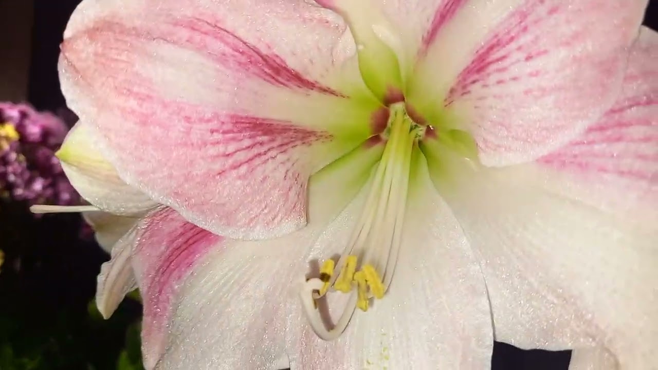 Карусель цветения гипеаструма #растения #plants #цветы #гипеаструмы#garden 