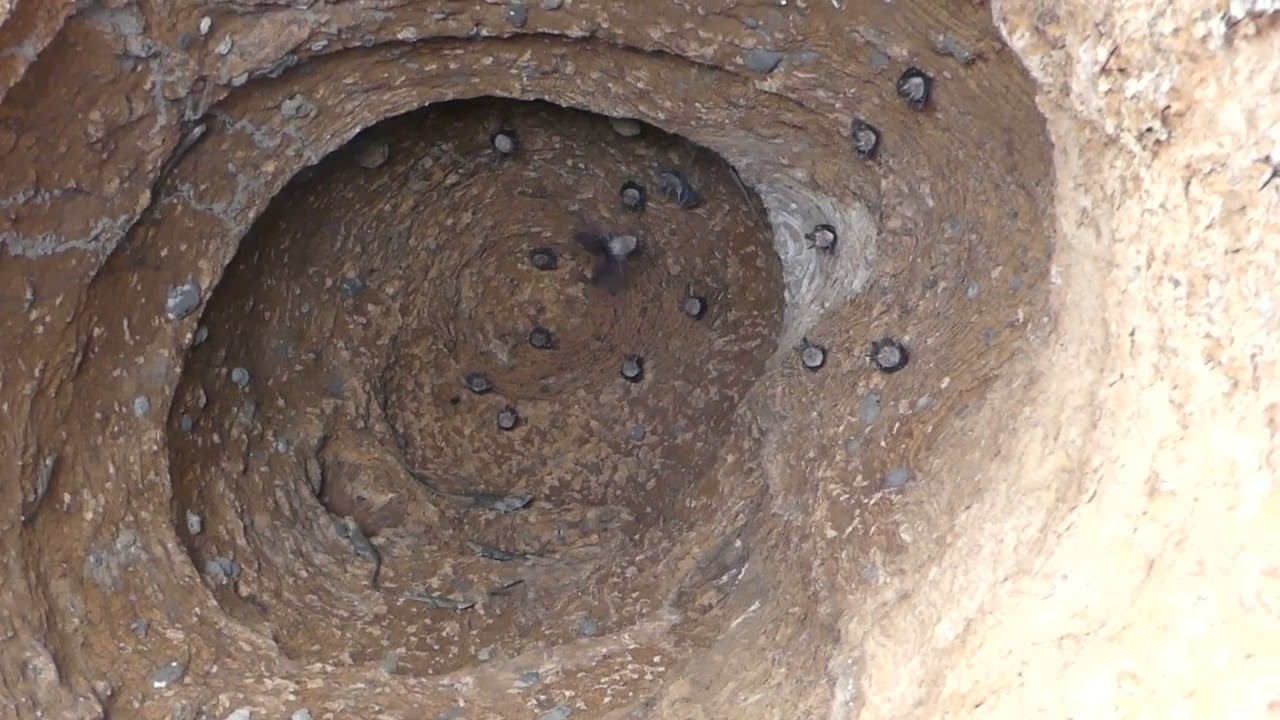 bats inside a baobab trunk (Adansonia digitata), chauves-souris &agrave; l'int&eacute;rieur d'un tronc de baobab