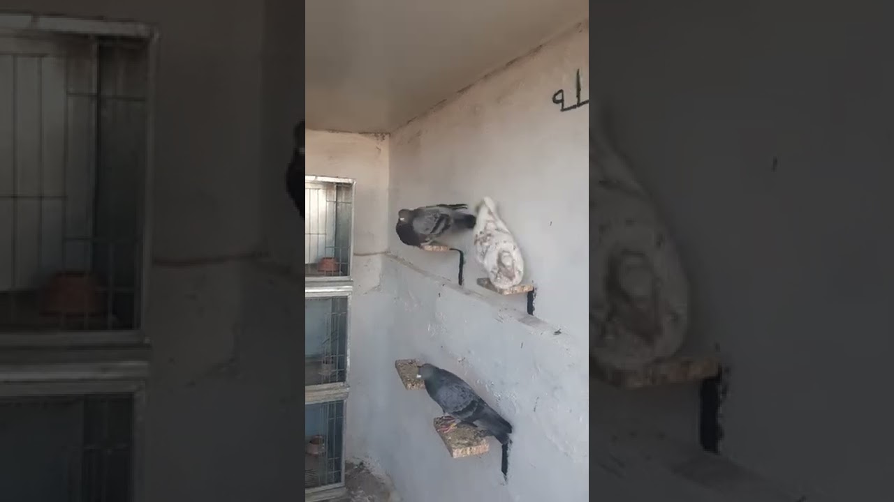 السفيانوس الاصيل سلا الرباط ولكل مجتهد نصيب فرق كبير بين صاحب سلالة وحطب ليل