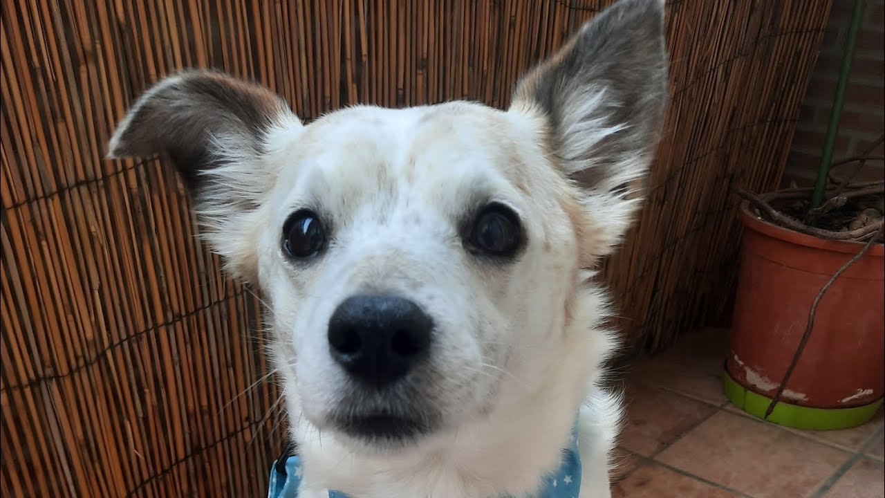 Conjunto de Collar, Correa y Bandana Para Tu Perro