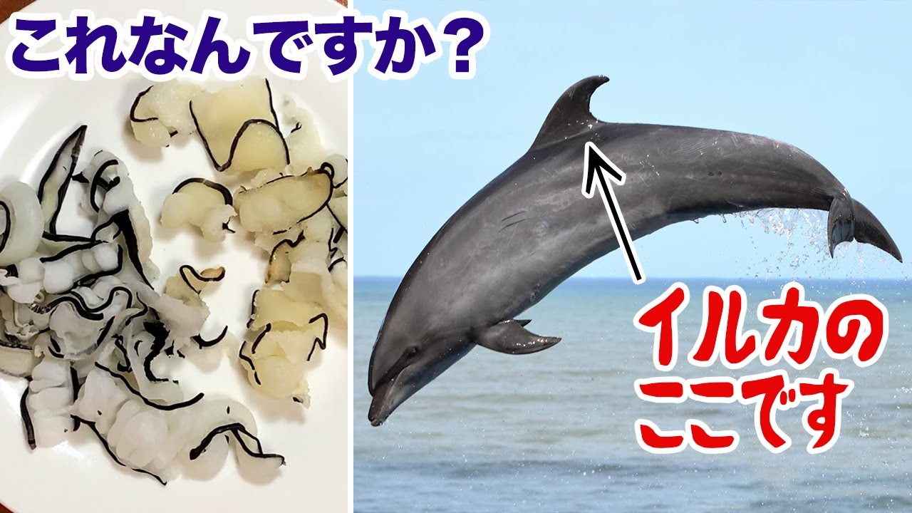 これなんですか？イルカのここです。…食べてみた！