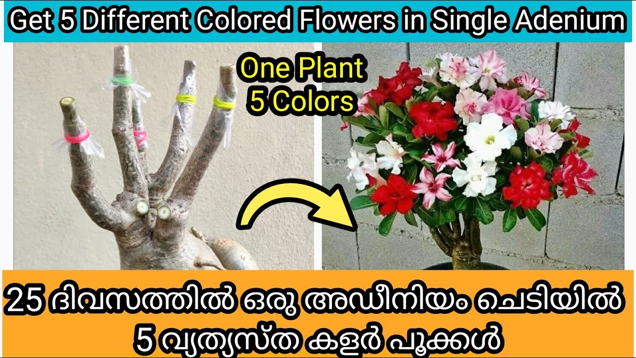 7 Simple Steps to Graft Adenium | Multi Color Grafting | അഡീനിയം ഗ്രാഫ്റ്റിങ് ചെയ്യുന്നത് എങ്ങനെ