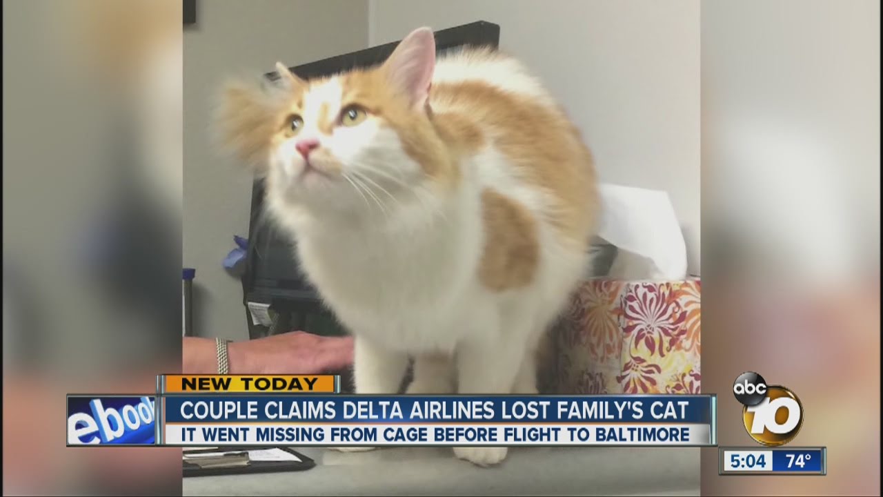 Couple claims Delta Airlines lost family's cat
