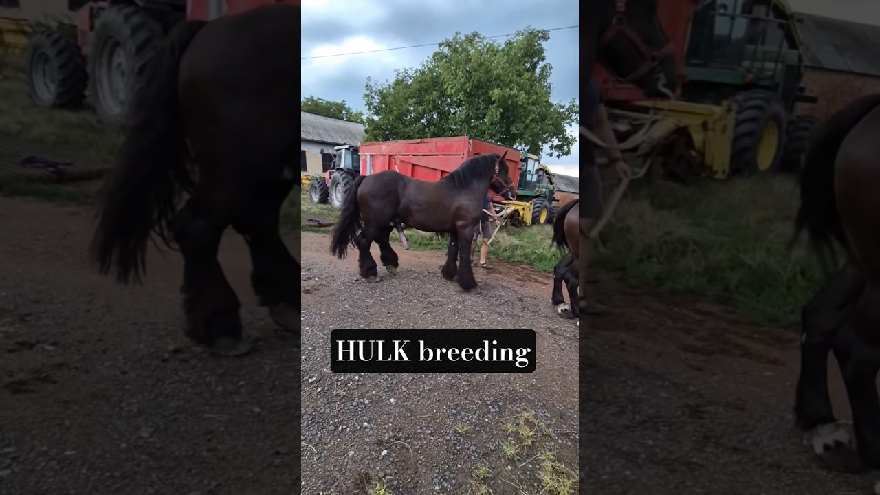 Horse breeding