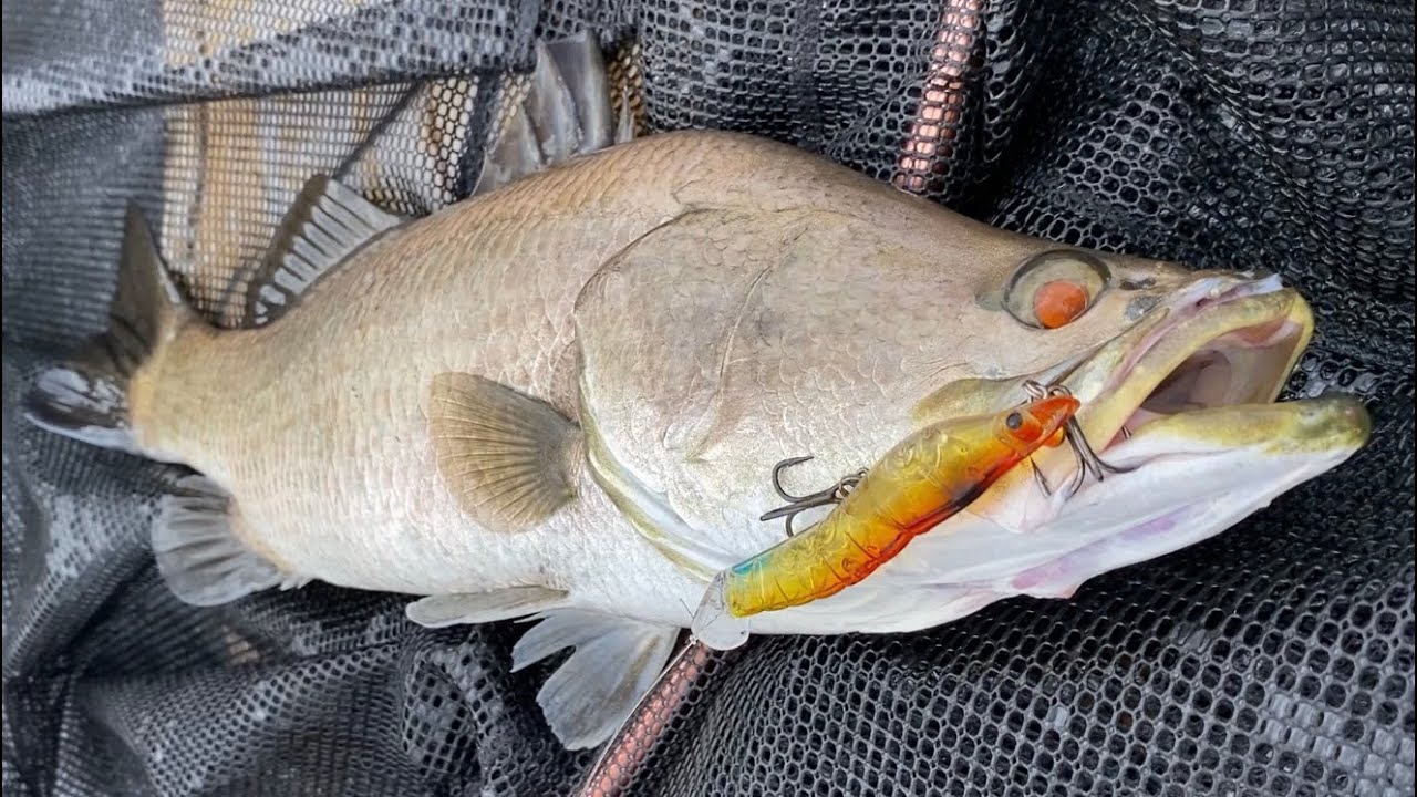 Barramundi Finally Hooks Up on Splash Prawn