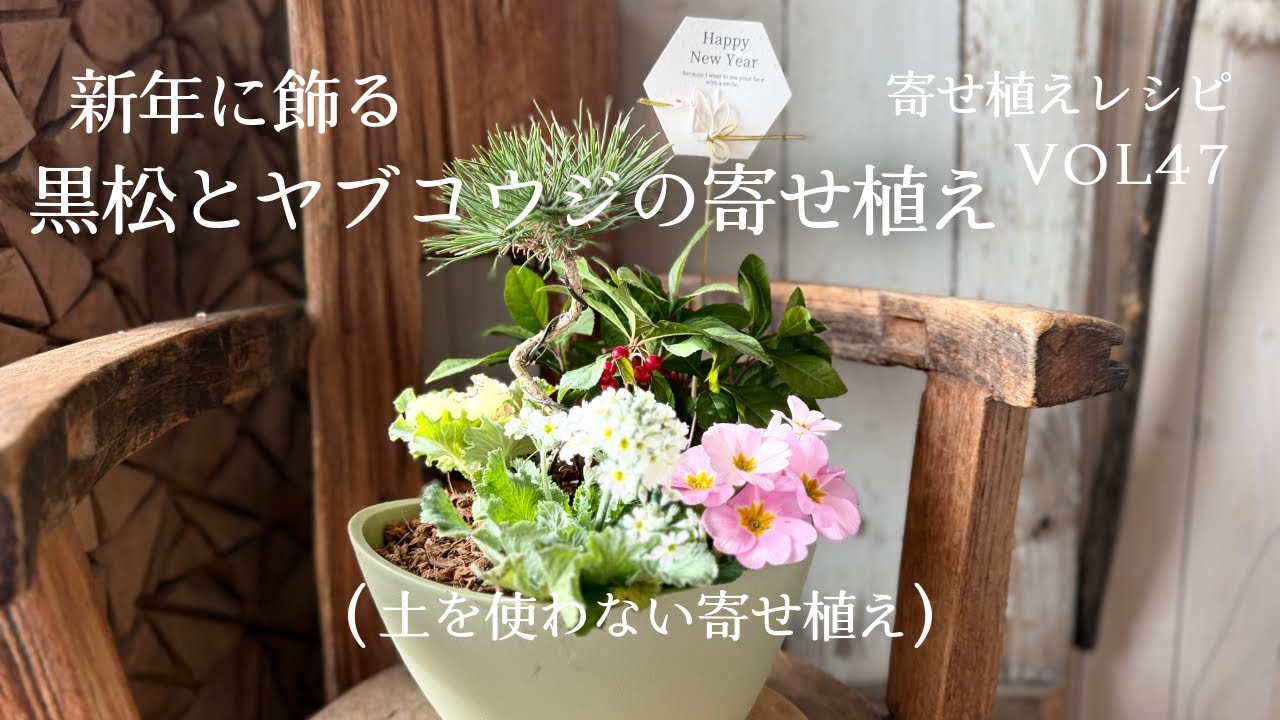 新年を飾る黒松とヤブコウジの幸運寄せ植え　寄せ植えレシピVOL47