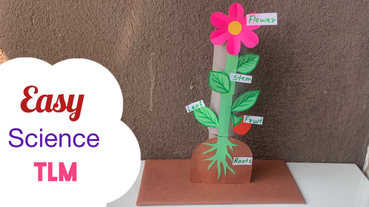 Parts Of Plants Science Project/ Science Fair Easy project/ Parts of plants TLM 