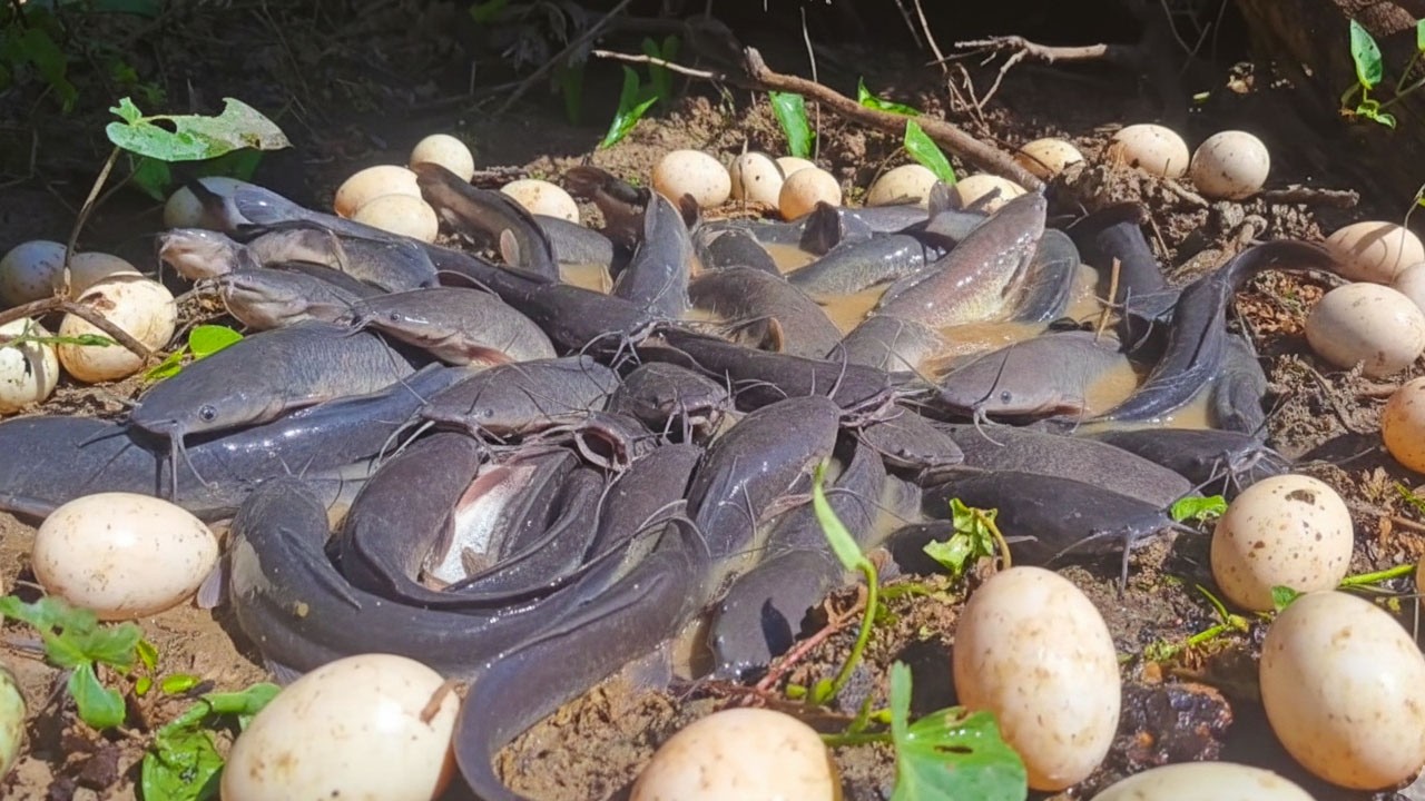 Amazing Survival Skills! Catching Giant Catfish Using Duck Eggs in Dry Hole