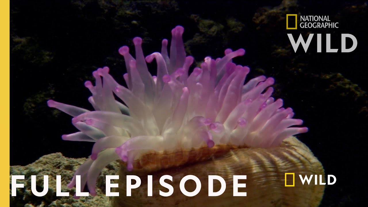Survival of the Weirdest (Full Episode) | World's Weirdest