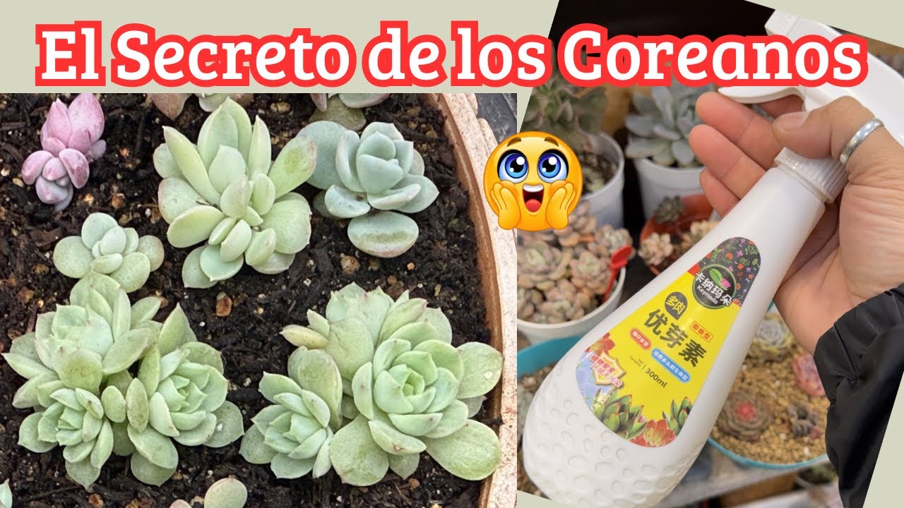 Suculentas: Como obtuve más de una Rosetita en cada hojita de reproducción. 