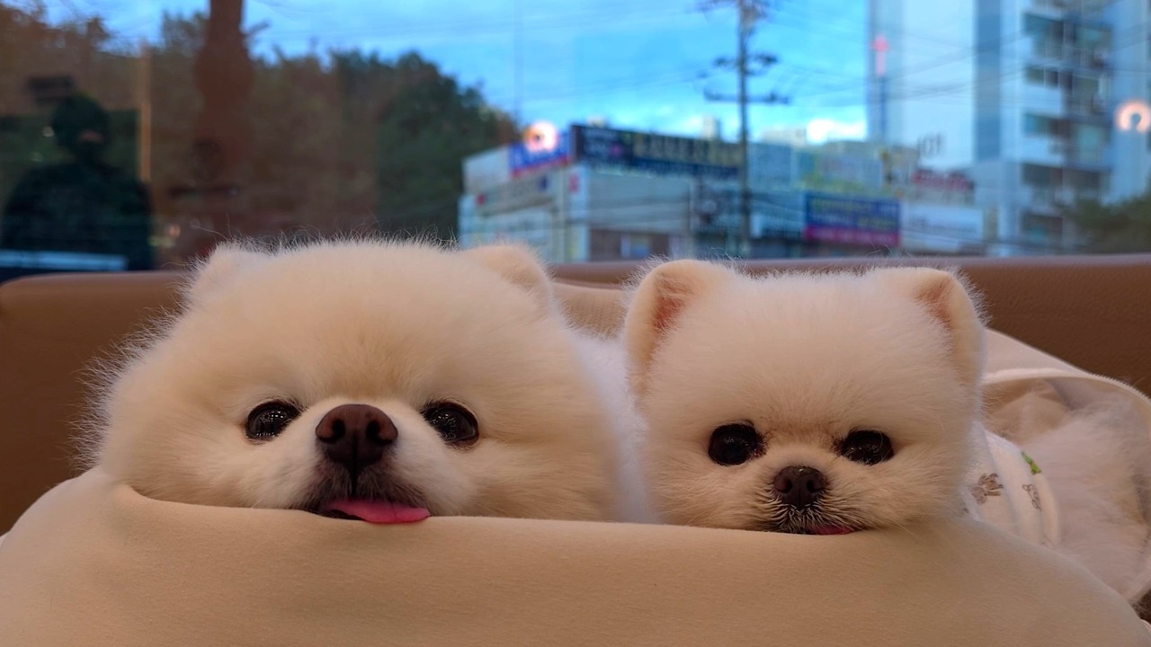 Всё время устал? Я выгулял свою сонную собаку на целый день.