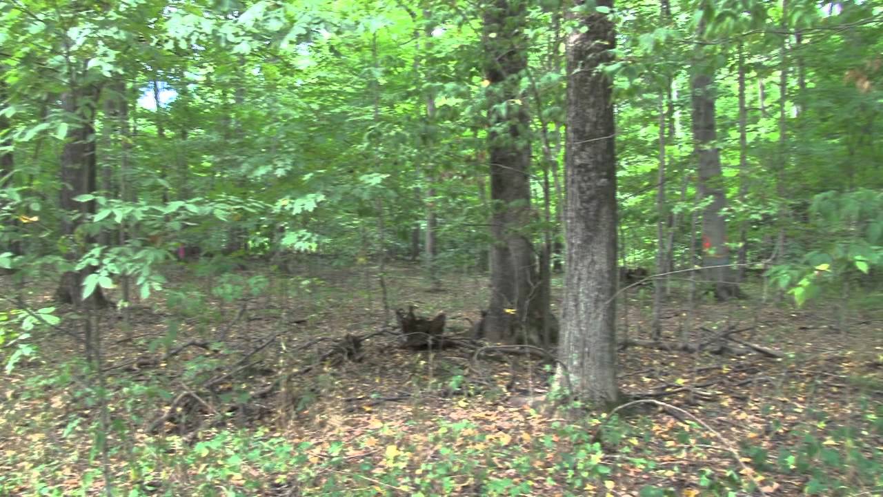 MSU AgBioResearch: Forestry Course Teaches Sustainable Management