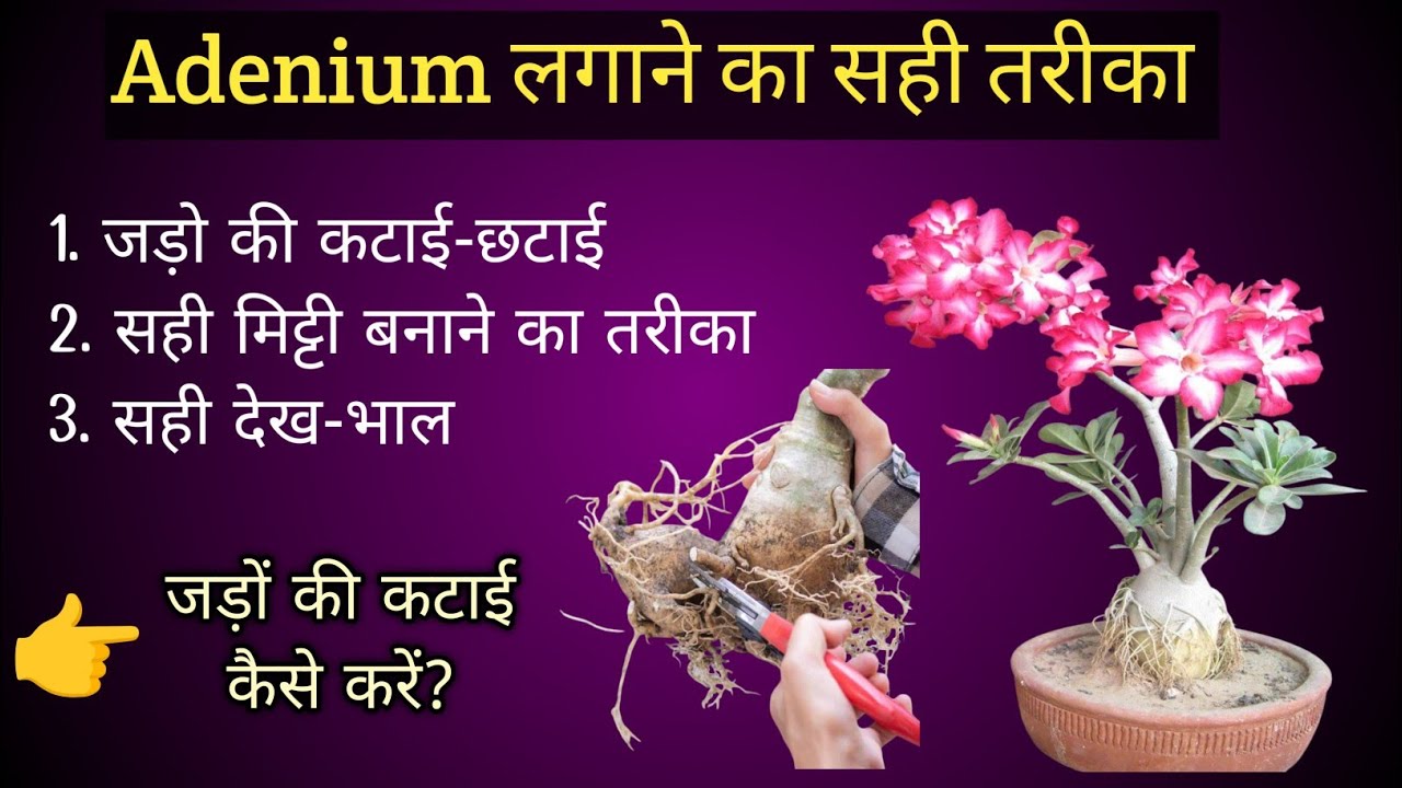 अडेनियम लगाने का सही तरीका जानें || जड़ो की कटाई-छटाई कैसे करें || Best Soil Mixer ||