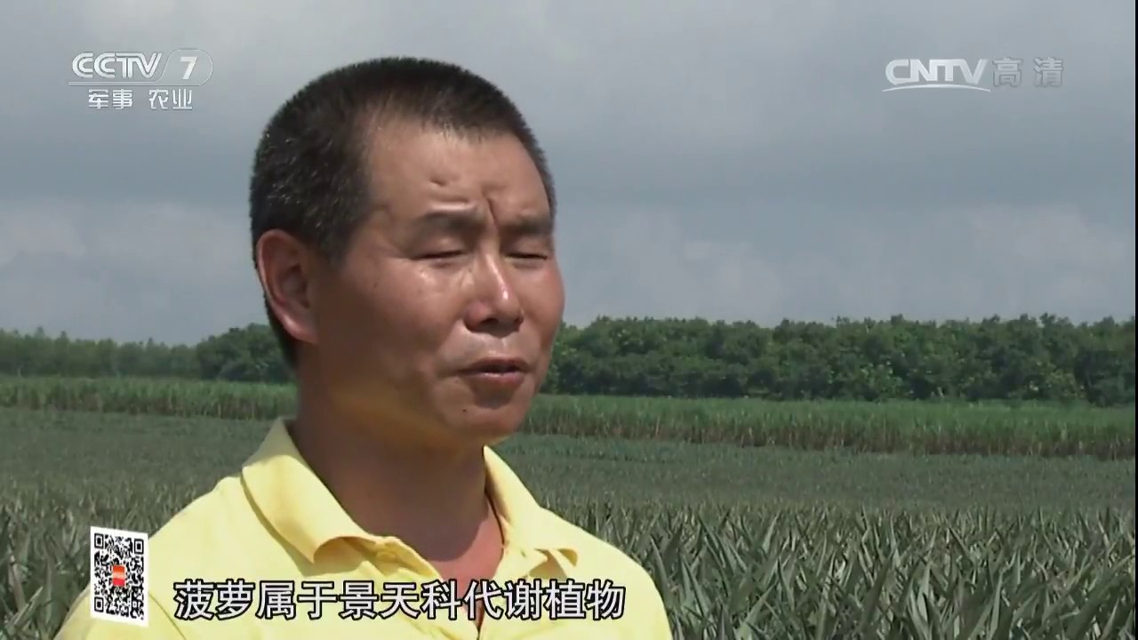 20170315 科技苑  一晒一泡 菠萝亩产过万斤