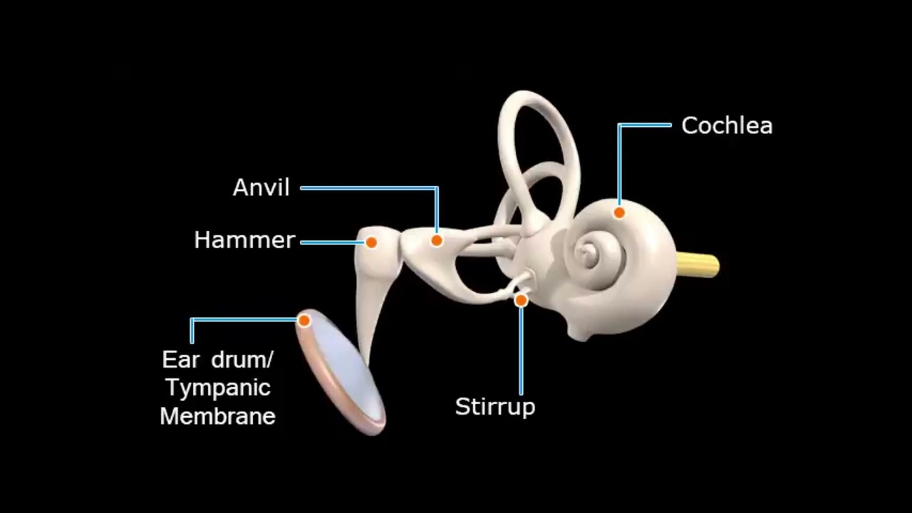 Ear Morphic Field - Cure Inflammation, Tinnitus - Recover Hearloss - Ear Wax Softener -Heal Ear Drum
