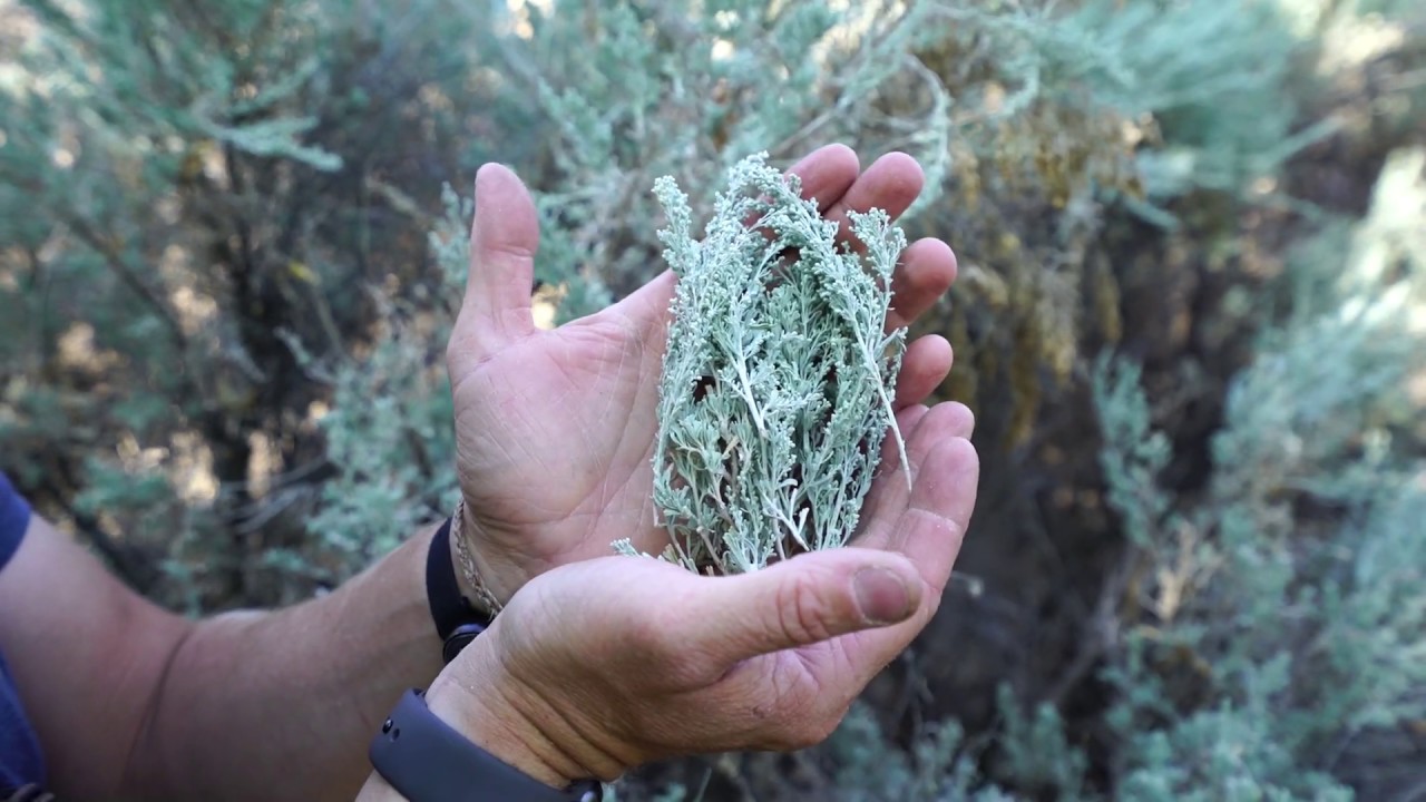 Sagebrush and what it's good for! (Pooping?)