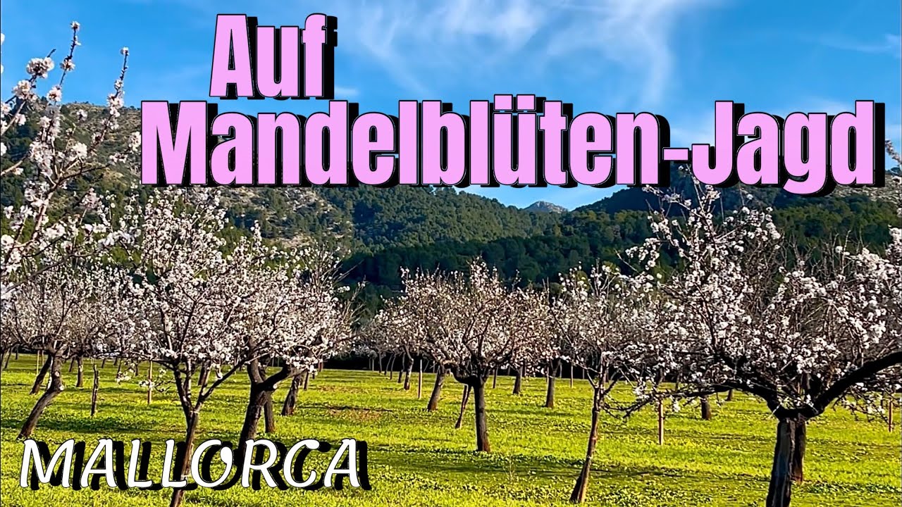 MALLORCA🌴🏖️island🩷NEW! MANDELBLÜTEN AUF MALLORCA: Es geht wieder los!🌸🌸TOP! #mallorca #travel #vlog