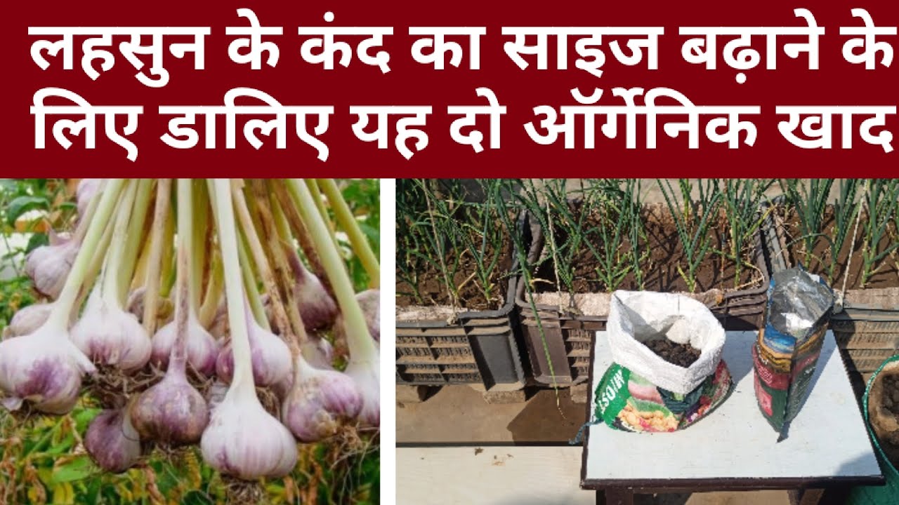 लहसुन के कंद का साइज बढ़ाने के लिए डालिए यह 2 जैविक खाद। 7 दिन में साइज डबल। #fertilizer 
