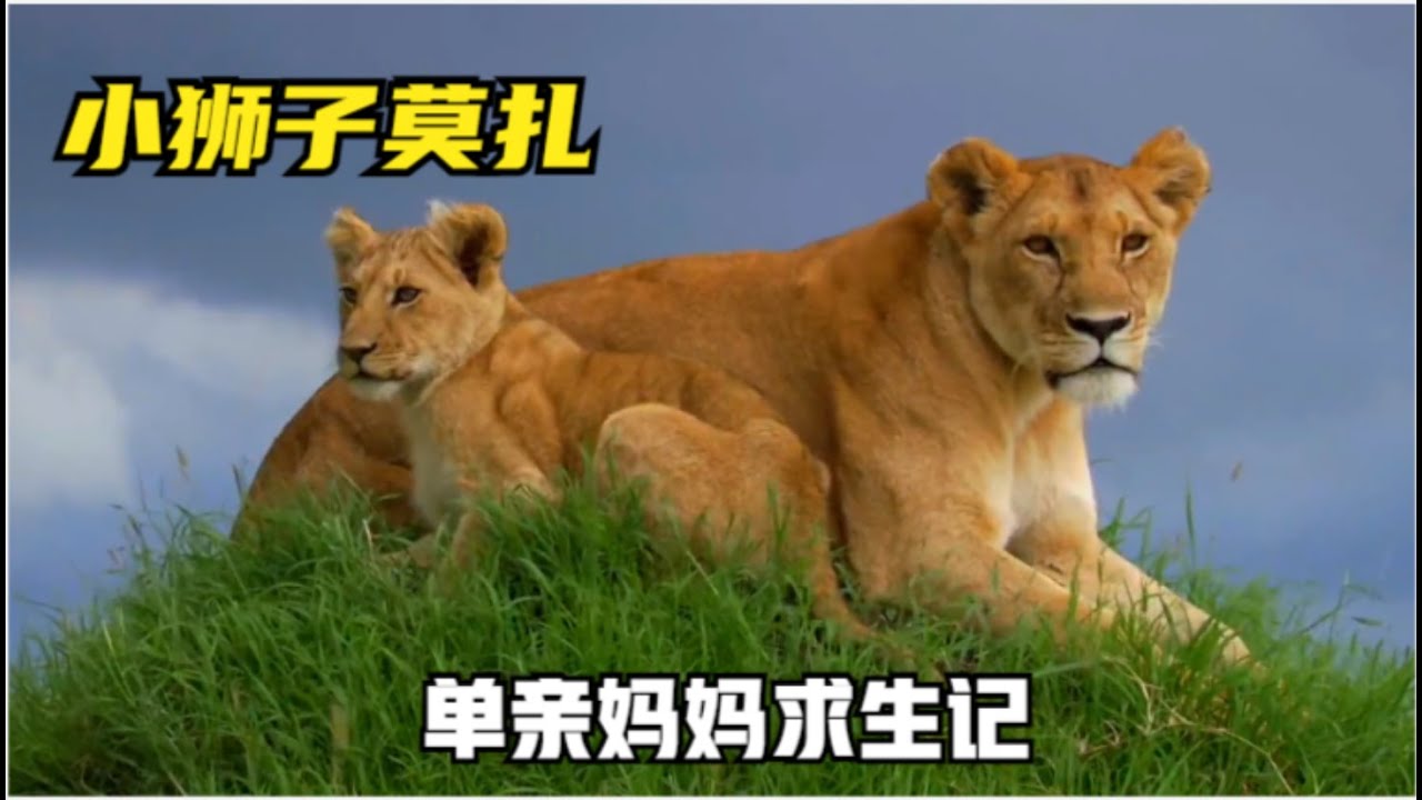 小狮子莫扎的故事， 与母亲尼奥塔艰难求生