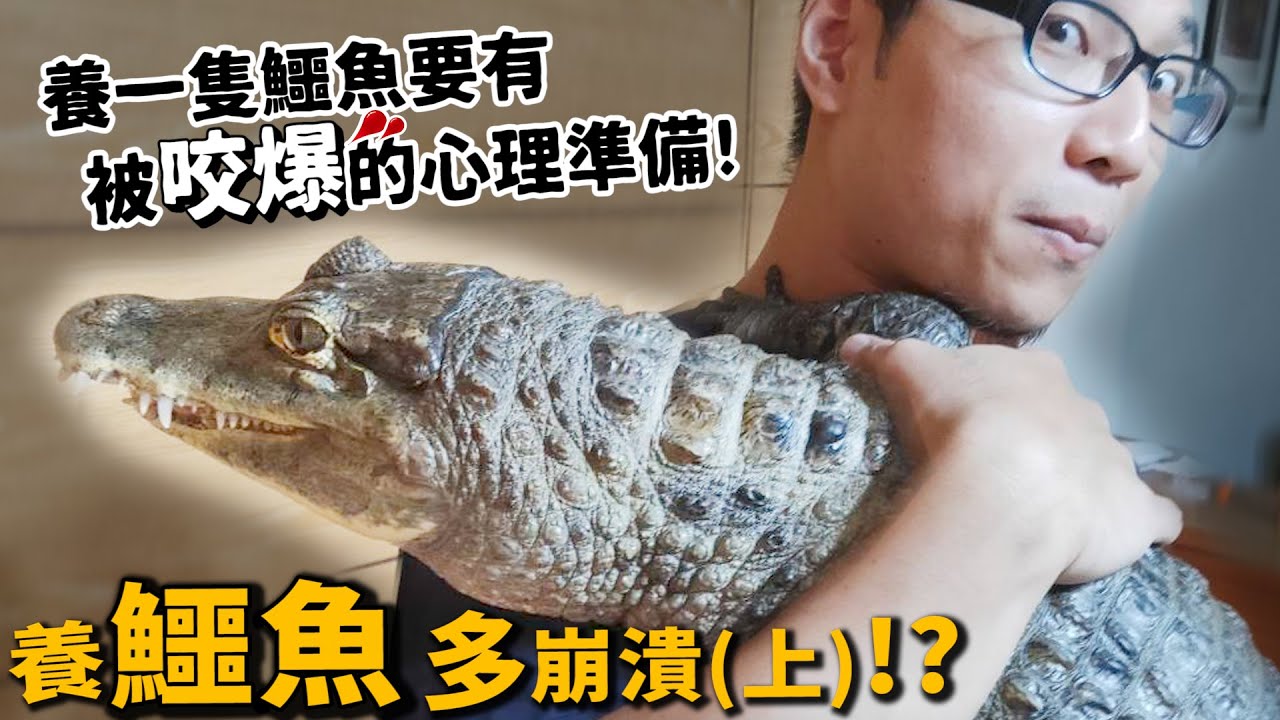 【崩潰飼養日記】鱷魚(上)!養一隻鱷魚要有被咬爆的心理準備!養鱷魚多崩潰?【許伯簡芝】【從零開始養】