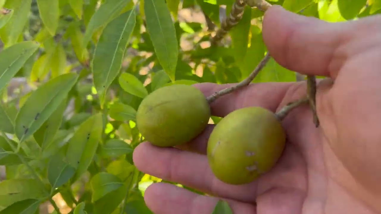 How To Grow Ambarella or June Plum in Mesa, AZ Zone 10a