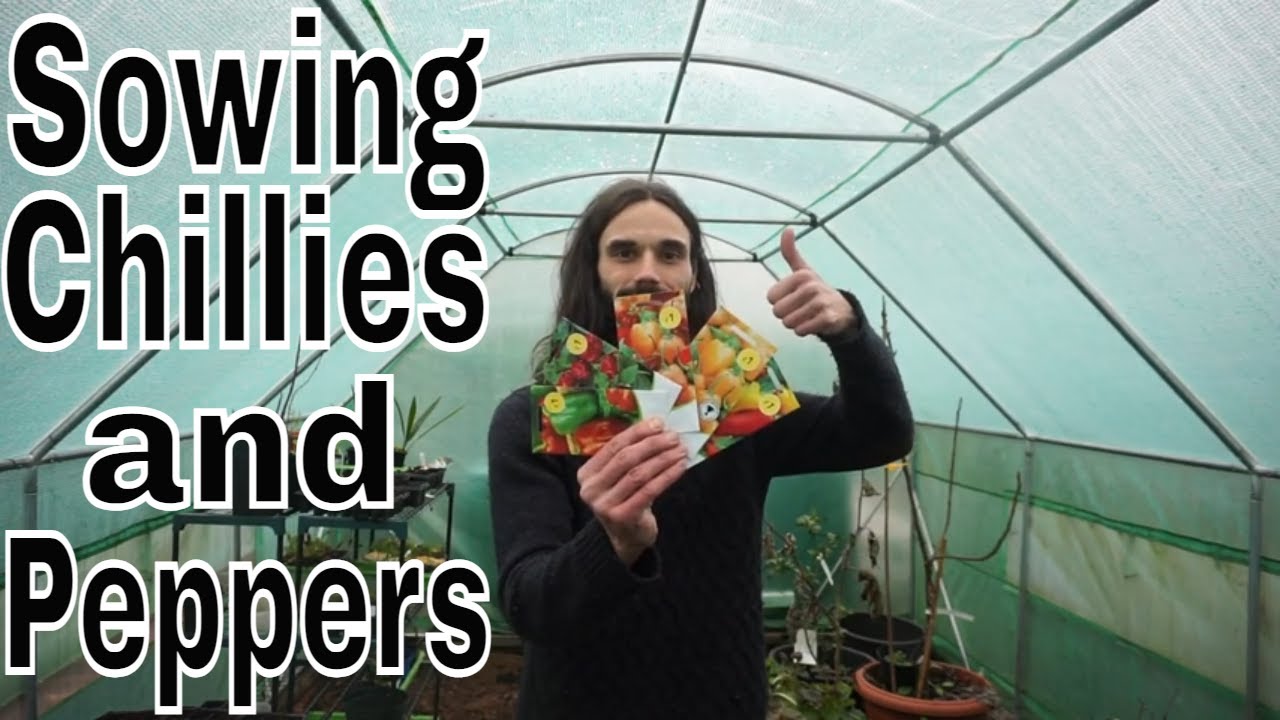 What to sow and grow in January. Chillies and Peppers.