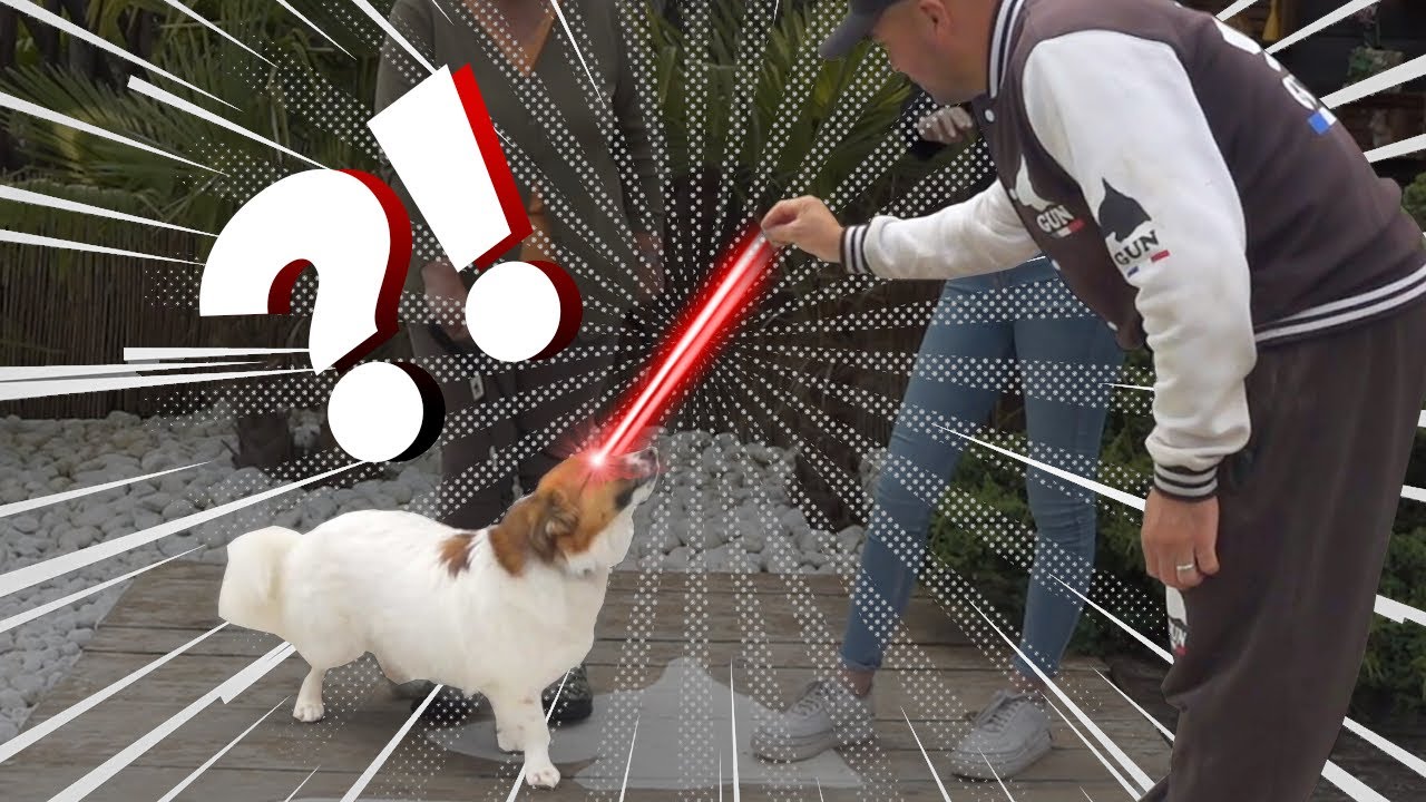 CE CHIEN DEVIENT AGRESSIF QUAND ON L'APPROCHE !