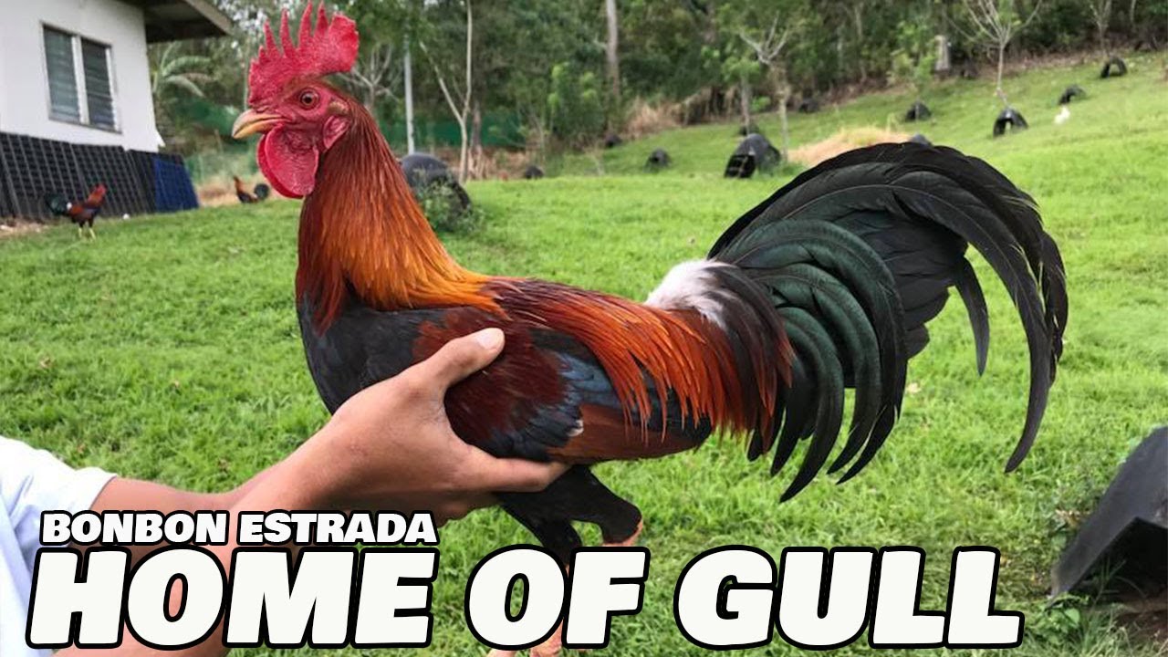 Home Of Gull Big Farm In The Philippines - Bonbon Estrada Battlecity Farm