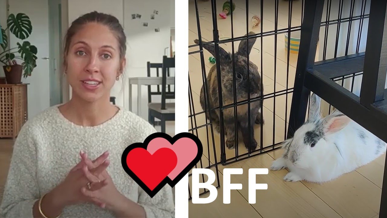 Vores oplevelse med sammenf&oslash;ring (bonding) af kaniner 🐰🐰